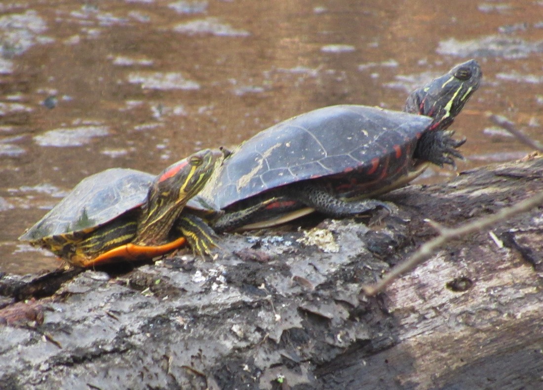Red-ear Slider - Midland Painted Turtle